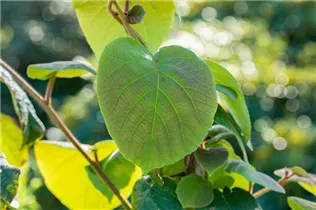 Actinidia chinensis 'Hayward' - Kiwi 'Hayward' Actinidia chinensis 'Hayward' - Kiwi 'Hayward'