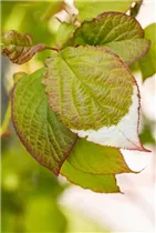 Actinidia kolomikta - Scharfzähniger Strahlengriffel Actinidia kolomikta - Scharfzähniger Strahlengriffel
