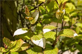 Actinidia kolomikta - Scharfzähniger Strahlengriffel Actinidia kolomikta - Scharfzähniger Strahlengriffel