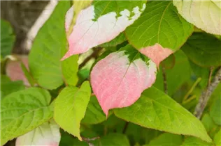 Actinidia kolomikta - Scharfzähniger Strahlengriffel Actinidia kolomikta - Scharfzähniger Strahlengriffel