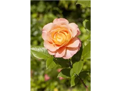 ADR-Rosen - ADR-Rosen ADR-Rosen - ADR-Rosen