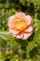 ADR-Rosen - ADR-Rosen ADR-Rosen - ADR-Rosen