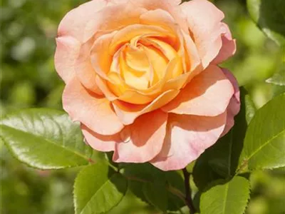ADR-Rosen - ADR-Rosen ADR-Rosen - ADR-Rosen