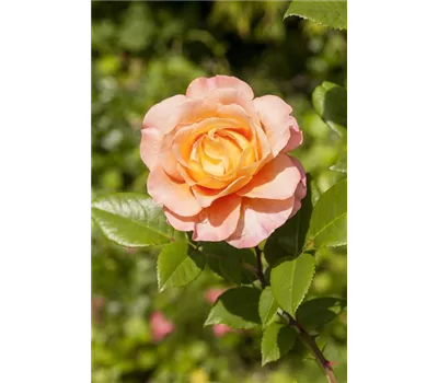 ADR-Rosen - ADR-Rosen ADR-Rosen - ADR-Rosen