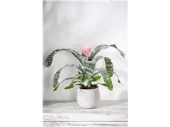 Aechmea - Lanzenrosette Aechmea - Lanzenrosette