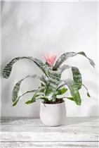 Aechmea - Lanzenrosette Aechmea - Lanzenrosette