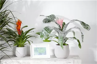 Aechmea - Lanzenrosette Aechmea - Lanzenrosette