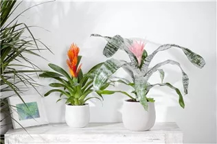 Aechmea - Lanzenrosette Aechmea - Lanzenrosette