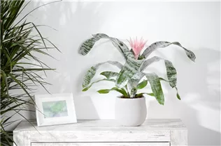 Aechmea - Lanzenrosette Aechmea - Lanzenrosette