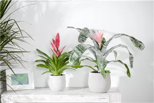 Aechmea - Lanzenrosette Aechmea - Lanzenrosette