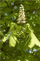 Aesculus hippocastanum - Rosskastanie