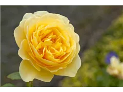 Englische Rosen - Englische Rose Englische Rosen - Englische Rose