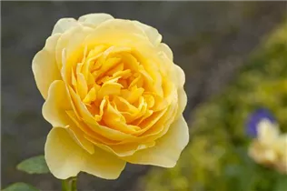 Englische Rosen - Englische Rose Englische Rosen - Englische Rose
