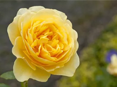 Englische Rosen - Englische Rose Englische Rosen - Englische Rose