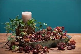 Aesculus hippocastanum - Rosskastanie