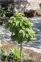 Aesculus hippocastanum - Rosskastanie