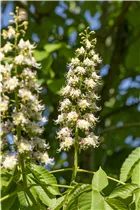 Aesculus hippocastanum - Rosskastanie