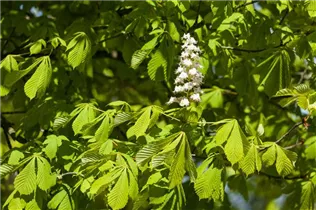 Aesculus hippocastanum 'Baumannii' - Gefülltblühende Rosskastanie 'Baumannii'