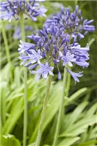 Agapanthus africanus - Schmucklilie Agapanthus africanus - Schmucklilie