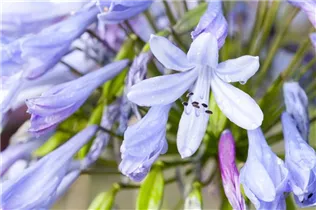 Agapanthus africanus - Schmucklilie Agapanthus africanus - Schmucklilie