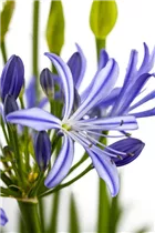 Agapanthus africanus - Schmucklilie Agapanthus africanus - Schmucklilie