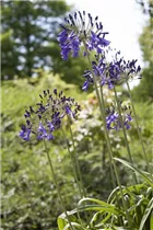 Agapanthus africanus 'Loch Hope' - Garten-Schmucklilie 'Loch Hope' Agapanthus africanus 'Loch Hope' - Garten-Schmucklilie 'Loch Hope'