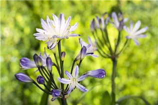 Agapanthus africanus - Schmucklilie Agapanthus africanus - Schmucklilie