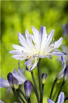Agapanthus africanus - Schmucklilie Agapanthus africanus - Schmucklilie
