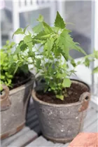 Agastache mexicana - Mexikanische Duftnessel Agastache mexicana - Mexikanische Duftnessel