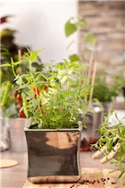 Agastache mexicana - Mexikanische Duftnessel Agastache mexicana - Mexikanische Duftnessel