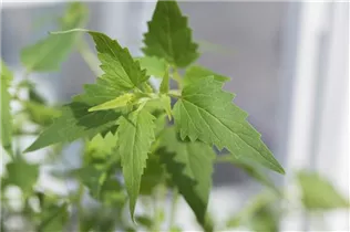Agastache mexicana - Mexikanische Duftnessel Agastache mexicana - Mexikanische Duftnessel