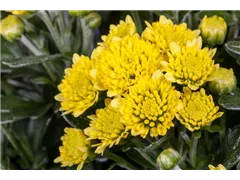 Ajania pacifica - Pazifik-Margerite Ajania pacifica - Pazifik-Margerite