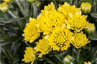 Ajania pacifica - Pazifik-Margerite Ajania pacifica - Pazifik-Margerite