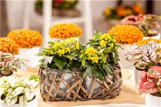 Ajania pacifica - Pazifik-Margerite Ajania pacifica - Pazifik-Margerite