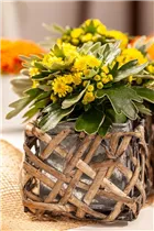 Ajania pacifica - Pazifik-Margerite Ajania pacifica - Pazifik-Margerite