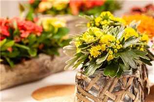 Ajania pacifica - Pazifik-Margerite Ajania pacifica - Pazifik-Margerite