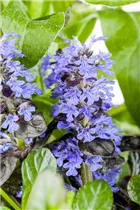 Ajuga reptans 'Atropurpurea' - Rotblättriger Garten-Günsel 'Atropurpurea'