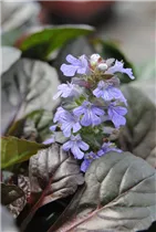 Ajuga reptans - Kriechender Günsel