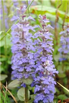 Ajuga reptans - Kriechender Günsel