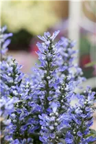 Ajuga reptans - Kriechender Günsel