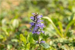 Ajuga reptans - Kriechender Günsel