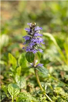 Ajuga reptans - Kriechender Günsel