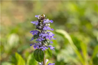 Ajuga reptans - Kriechender Günsel