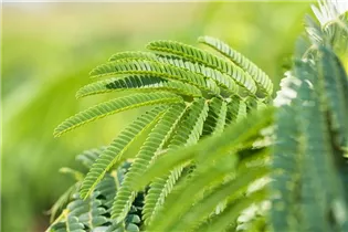 Albizia julibrissin - Seidenbaum Albizia julibrissin - Seidenbaum