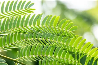 Albizia julibrissin - Seidenbaum Albizia julibrissin - Seidenbaum