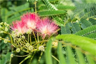 Albizia julibrissin - Seidenbaum Albizia julibrissin - Seidenbaum