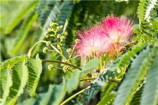 Albizia julibrissin - Seidenbaum Albizia julibrissin - Seidenbaum