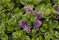 - Die Strauchveronika – eine erstaunliche Entwicklung  - Die Strauchveronika – eine erstaunliche Entwicklung