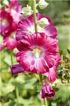 Alcea rosea - Stockrose