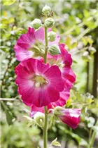 Alcea rosea - Stockrose